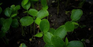 lindos brotos verdes de carica papaya l. sob a condição de luz fraca. adequado para revista, promoção, pano de fundo, pôster, informações científicas, educação, etc. foto