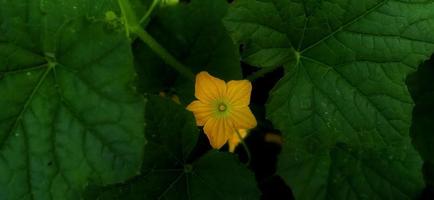 lindas folhas verdes e flor amarela da planta cucumis sativus sob a condição de pouca luz. adequado para revista, promoção, pano de fundo, pôster, informações científicas, educação, etc. foto