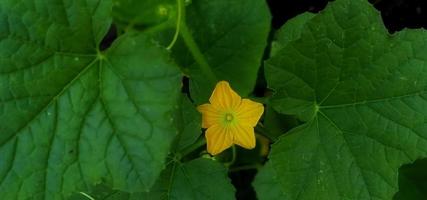 lindas folhas verdes e flor amarela da planta cucumis sativus sob a condição de pouca luz. adequado para revista, promoção, pano de fundo, pôster, informações científicas, educação, etc. foto