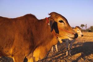 vaca tailandesa em campo que vaca tradicional em urbano, vaca em campo no pôr do sol foto