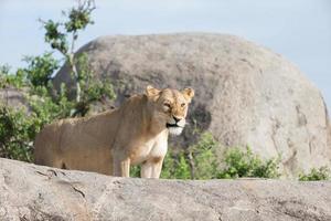 Interação de leoa e filhotes no Parque Nacional Serengetti