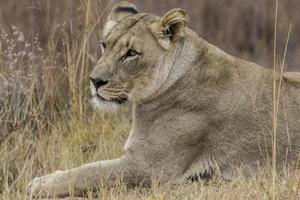 leoa africana