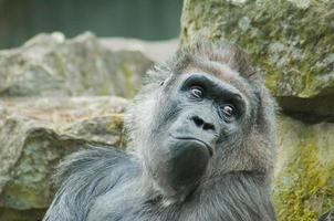 jovem gorila foto