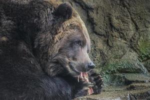 urso pardo comendo