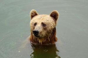 Urso marrom foto