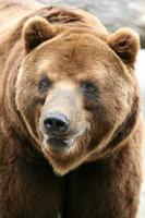 urso marrom kamchatka foto