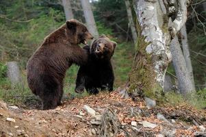grande urso na floresta