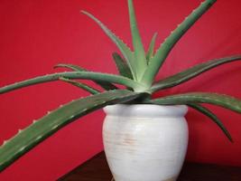 aloe em uma panela branca em um fundo de parede vermelha foto