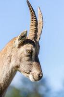 perfil de uma corça ibex