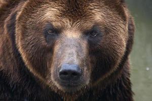 um close-up fotografia de uma cara de urso marrom foto
