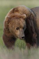 urso marrom litoral do Alasca