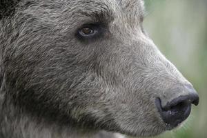 urso-pardo europeu, ursus arctos foto