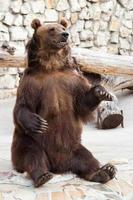 Urso marrom foto