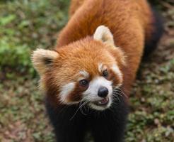 incrível panda laranja foto