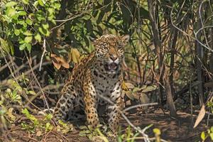 onça rugindo na selva foto