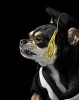 cão da graduação foto