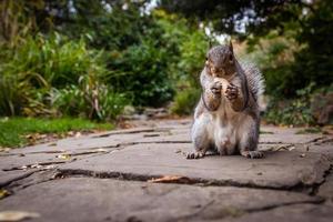 esquilo comendo noz foto