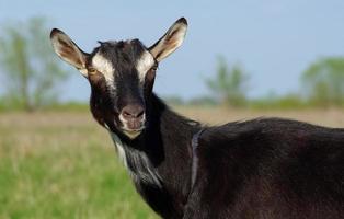 retrato de cabra preta