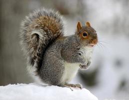 esquilo cinzento na neve foto
