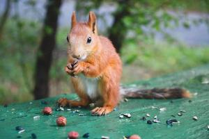 o esquilo vermelho da Eurásia comendo sementes de girassol foto