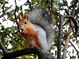 esquilo vermelho comendo na árvore foto