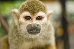 macaco-esquilo-comum (saimiri sciureus)