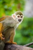macaco-esquilo