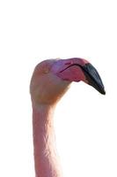 flamingo kopf foto