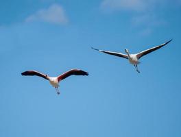 dois flamingos maiores em voo foto