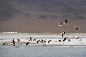 grupo de flamingos voando sobre a lagoa, bolívia foto