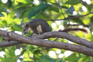 esquilo em um galho de árvore