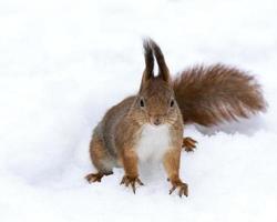 esquilo vermelho no inverno