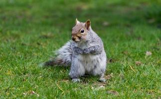 esquilo cinzento bonito em pé na grama em um parque foto