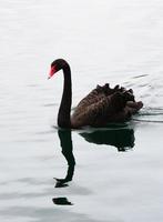 visão de cisne negro foto