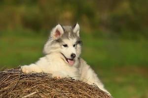 husky branco. cachorro. 1 mês foto