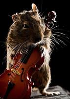 degu mouse tocando violoncelo foto