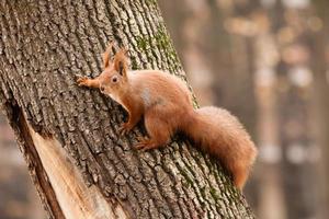 esquilo na árvore