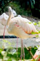 flamingos no zoológico
