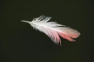 maior pena de flamingo (phoenicopterus roseus).