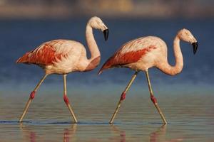 flamingo chileno foto