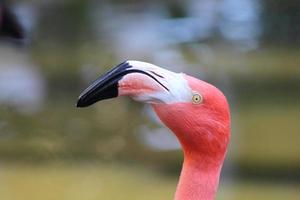 flamingo perto