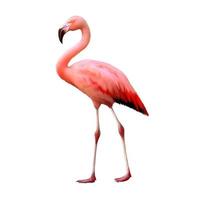 flamingo isolado no fundo branco foto