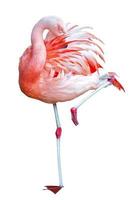 flamingo isolado em uma perna foto