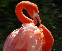 posando de flamingo foto