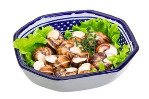caracóis escargot em um prato foto