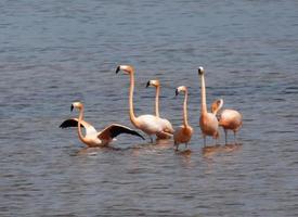 flamingos selvagens (borracha de phoenicopterus)