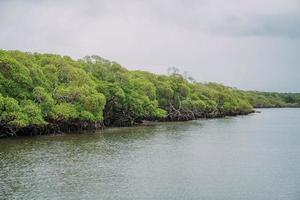 floresta de mangue, folhagem verde acima da linha d'água e raízes com vida marinha subaquática, mar brasileiro foto