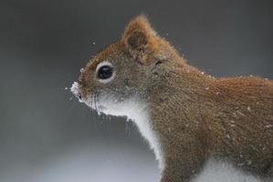 esquilo vermelho com neve no nariz foto