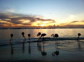 flamingos bonitos em uma praia paradisíaca