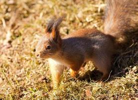 esquilo vermelho closeup em fundo de grama